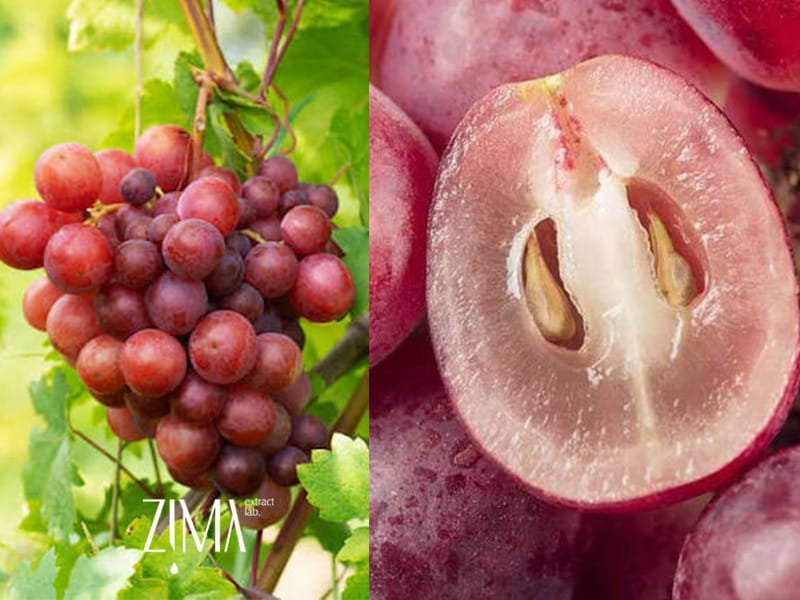 روغن هسته انگور