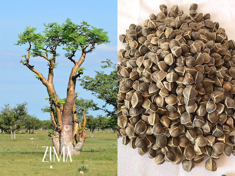 روغن مورینگا
